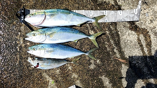 イナダの釣果