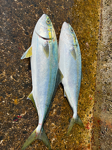 イナダの釣果