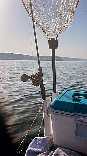 ウツボの釣果