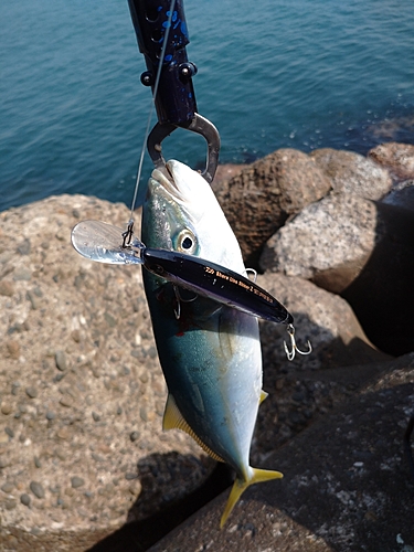 ワカシの釣果