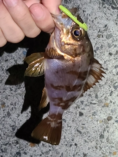 メバルの釣果