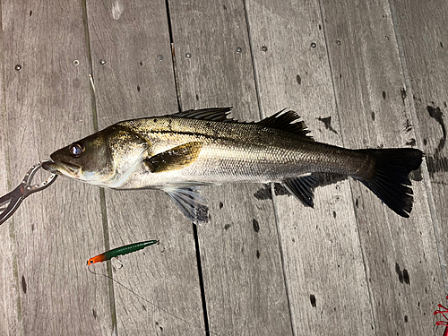 シーバスの釣果