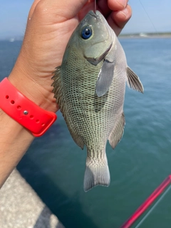 メジナの釣果