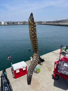 ウツボの釣果