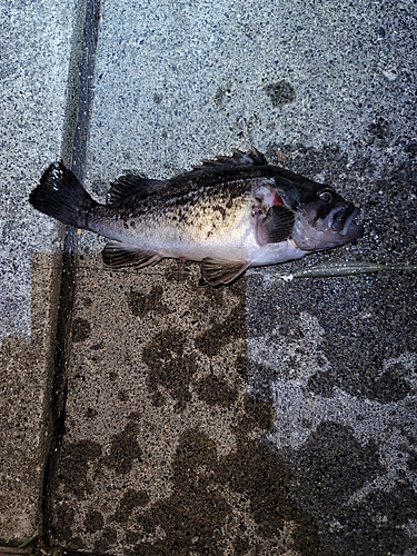 クロソイの釣果