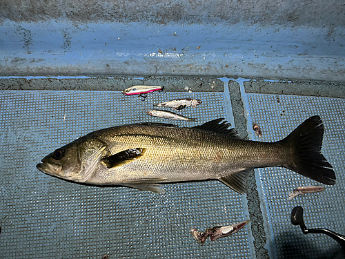 シーバスの釣果