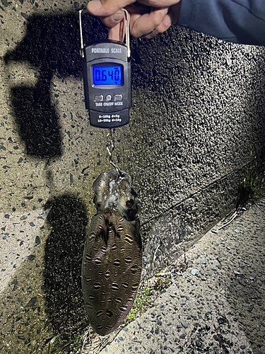 モンゴウイカの釣果