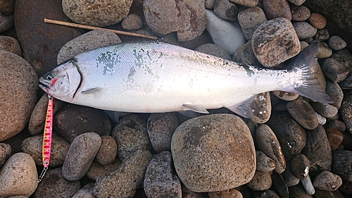 サクラマスの釣果