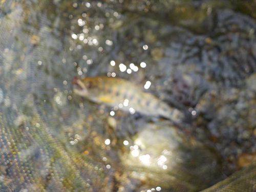 アマゴの釣果