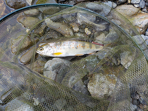 アマゴの釣果