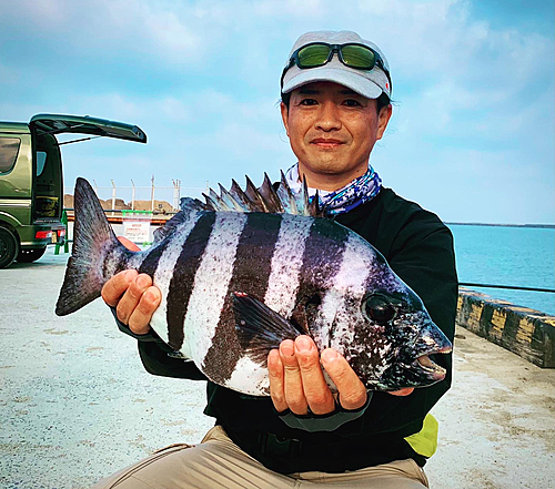 イシダイの釣果