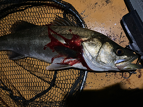 マルスズキの釣果