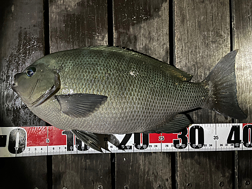 クチブトグレの釣果