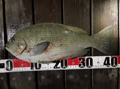 クチブトグレの釣果