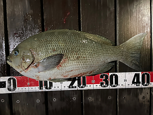 クチブトグレの釣果