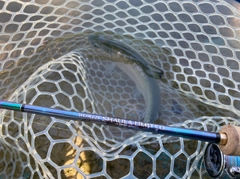 サクラマスの釣果