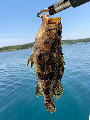 タケノコメバルの釣果