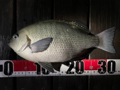 クチブトグレの釣果