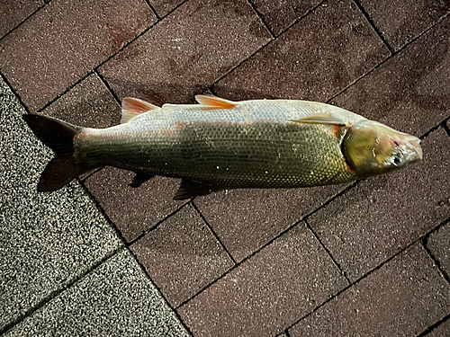 ウグイの釣果