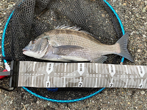 チヌの釣果