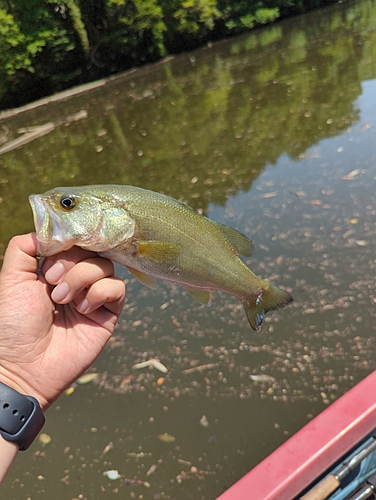 ラージマウスバスの釣果