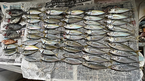 アジの釣果