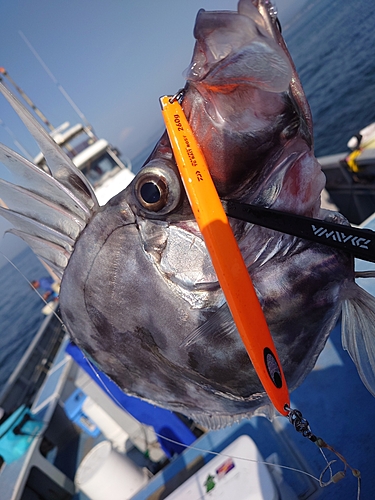 カガミダイの釣果