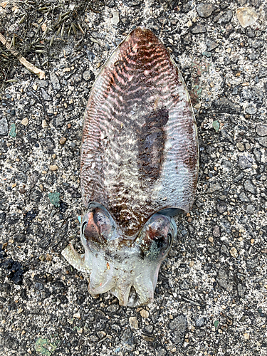 ハリイカの釣果