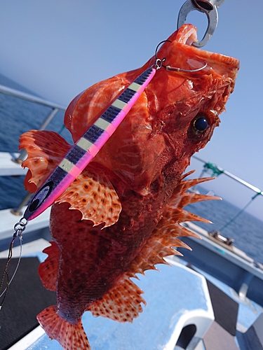 オニカサゴの釣果