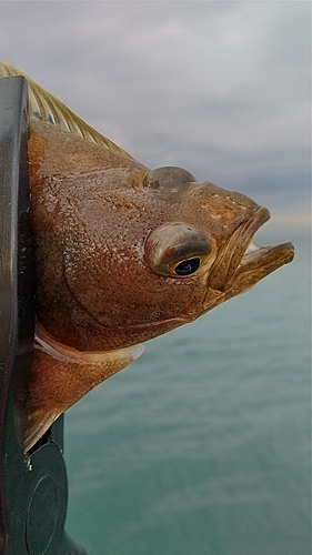 ソウハチの釣果