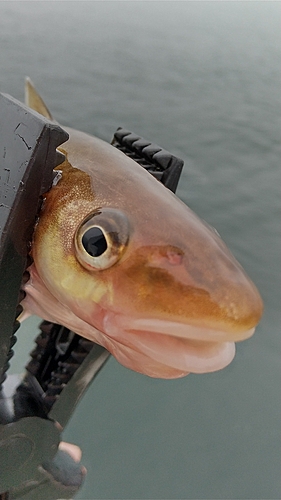 コマイの釣果