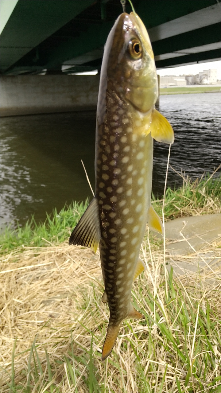 アメマス