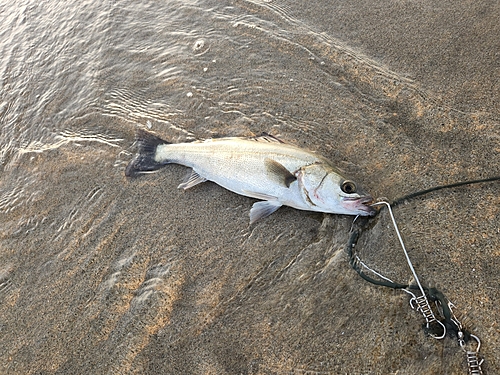 フッコ（マルスズキ）の釣果