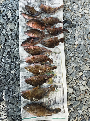 ガシラの釣果