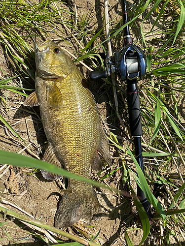 スモールマウスバスの釣果