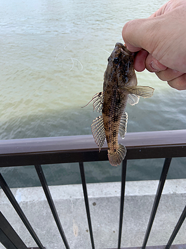 ハゼの釣果