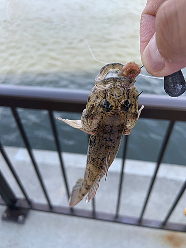 ハゼの釣果