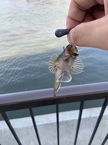 ハゼの釣果