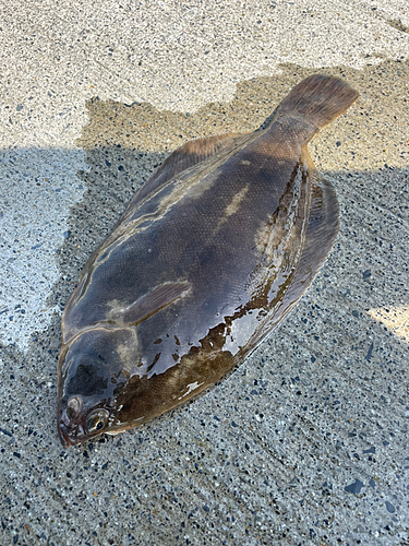 マコガレイの釣果