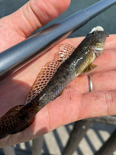 ハゼの釣果