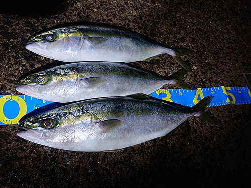 イナダの釣果