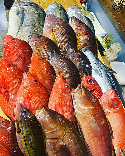 シブダイの釣果