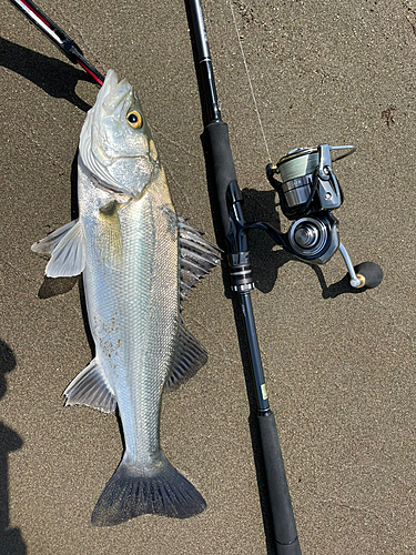 スズキの釣果