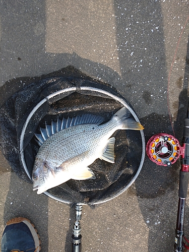 キビレの釣果