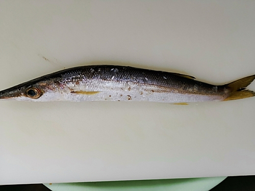 カマスの釣果