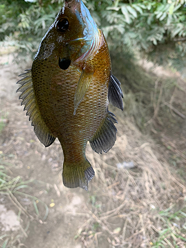 ブルーギルの釣果