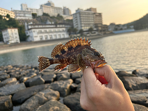 カサゴの釣果