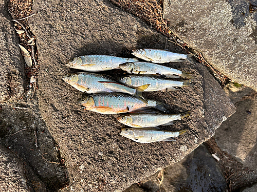 オイカワの釣果