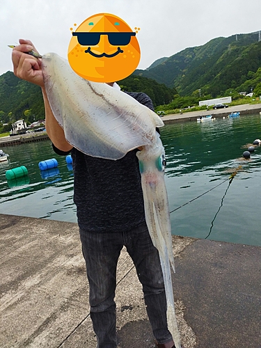 イカの釣果