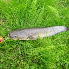 マナマズの釣果